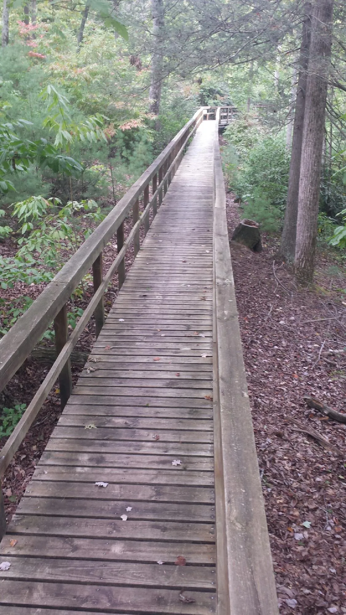 Long wood walkway with handrails built through the woods in Gaston